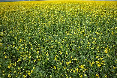 《光环：无限》合作战役模式BETA试玩现已启动